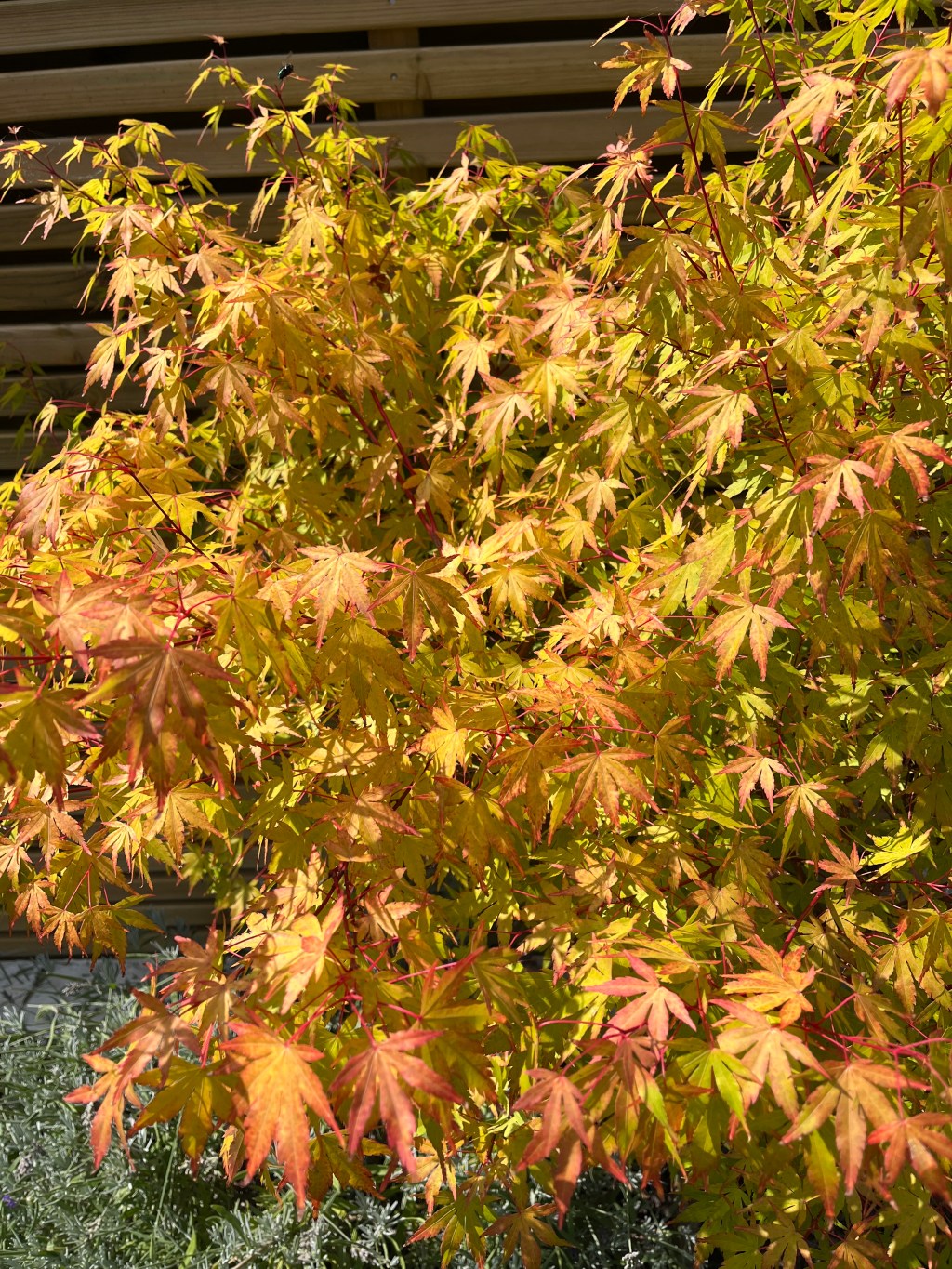 Japanese acer thinks autumn is on its&nbsp;way!
